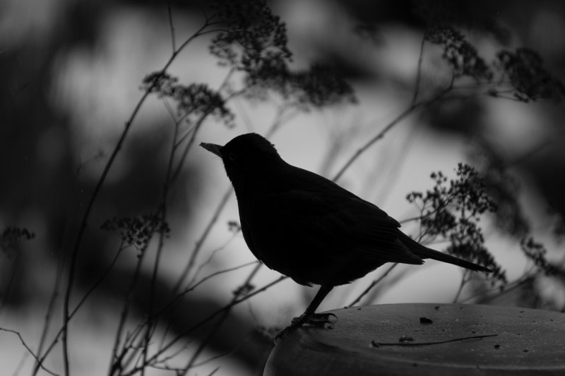 Black Bird Shadow