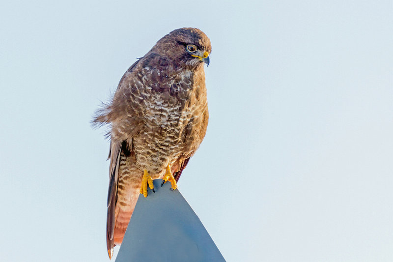 Hawk By the Roadside