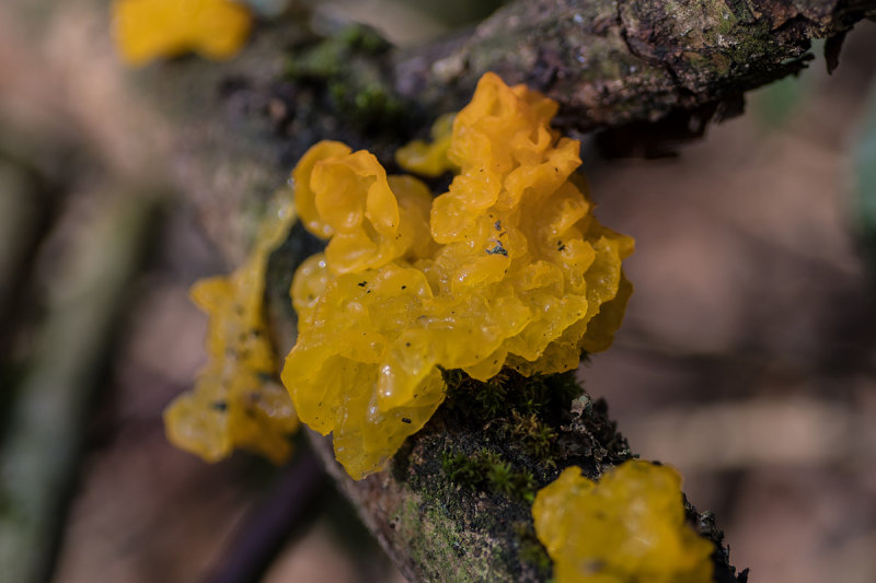 Witch's Butter 