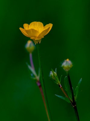 Creeping Buttercups