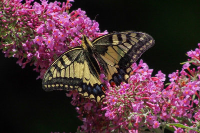 Swallowtail 