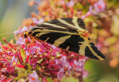 Jersey Tiger Moth