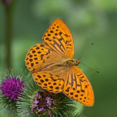 Silver-washed Fritillary