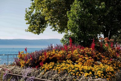 Lake Promenade Flowers