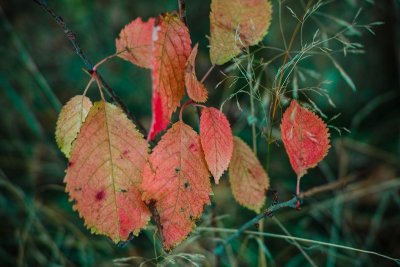 Rusty Leaves