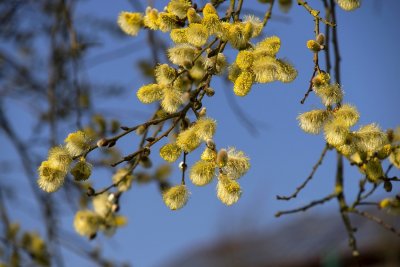 Food for Bees and Butterflies