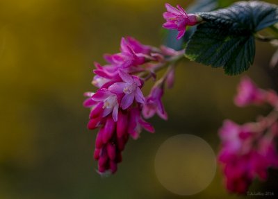 g9/80/968480/3/155040951.nSjGRNEa.jpg