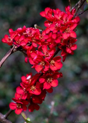 Red Quince Blossoms
