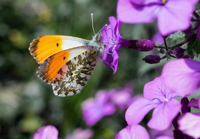 Orange Tip/Aurora Butterfly