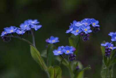 g9/80/968480/3/155394158.M3AbmICv.jpg