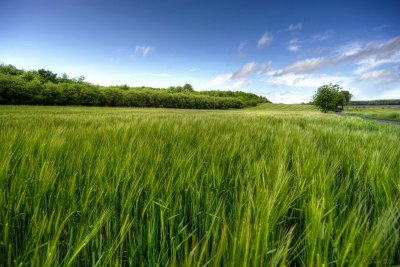 The Wheat and the Wind