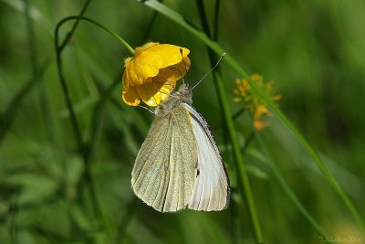 Buttercup White