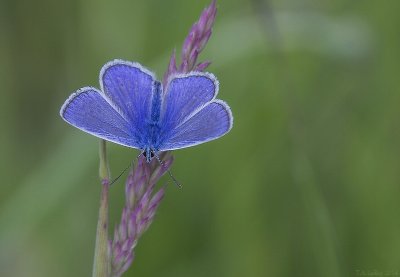 Common Blue (Male)