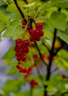 Wet Red Currants
