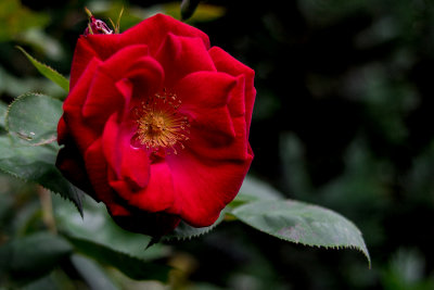 Neighbors Rose