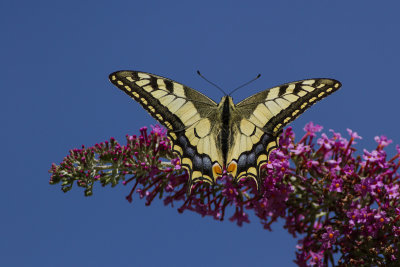 Swallowtail 