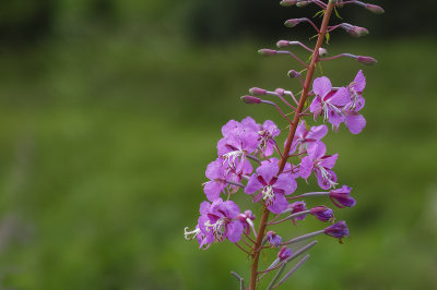 Great Willowherb