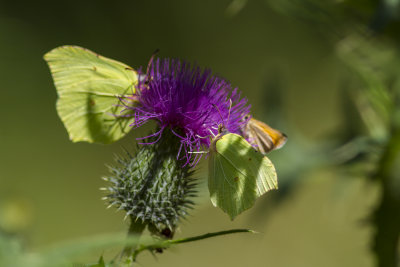Butterfly Bistro