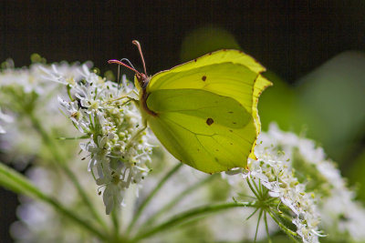 Common Brimstone (Gonepteryx rhamni - Zitronenfalter)