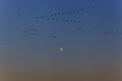 Cranes over the Moon