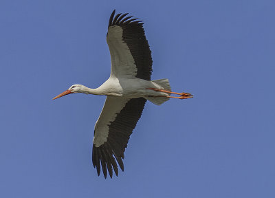 White Stork