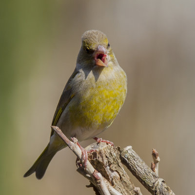 European Greenfinch