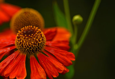 Sneezeweed