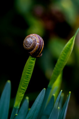 Snail Weather