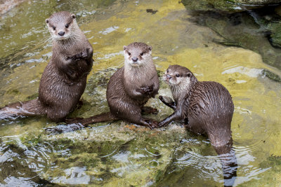 Three Amigos