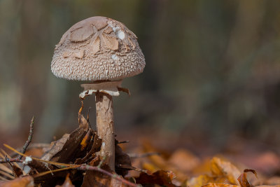Mushroom in the Forest