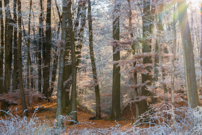 Frosted Forest