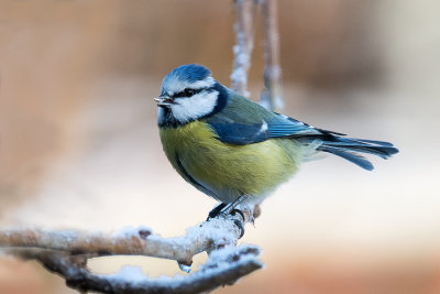 Cold Blue