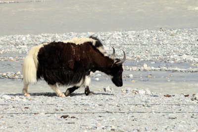 Skunk-Striped Yak