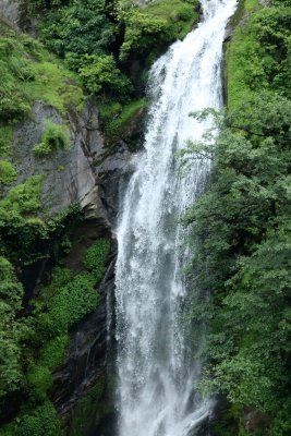 Rain Forest
