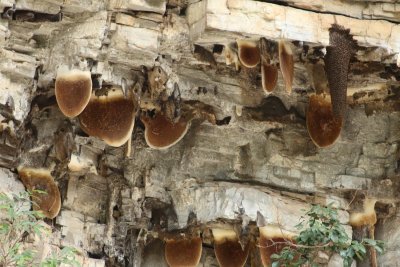 Lots of honey here
