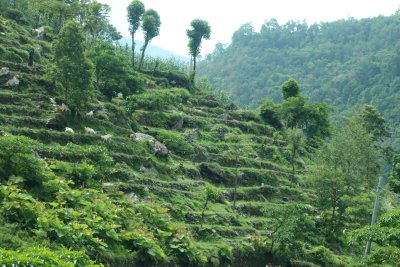 Mountains covered with terraced crops