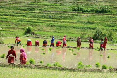 Rice planing time