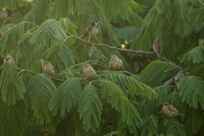 the birds ...
