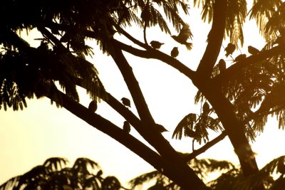 the birds at sunset