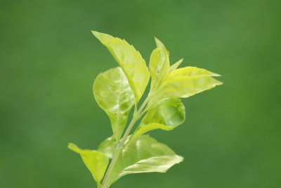 Sprig