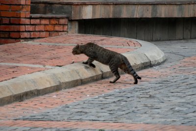 Unknown Cat