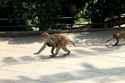 Monkey Business