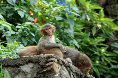 Monkey Business
