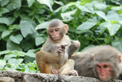 Monkey Business