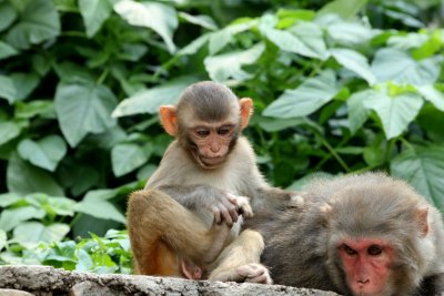 Monkey Business