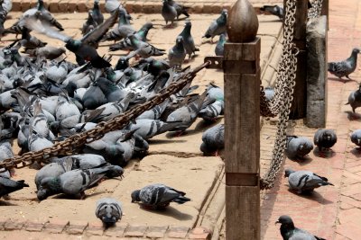 Winged Rats