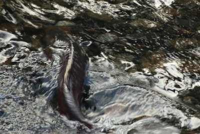 Silver Salmon on Spawning Bed