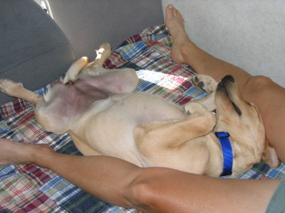 Chille the Bed Hog.jpg