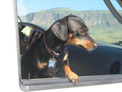 Pepper on the Road.jpg