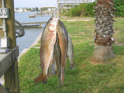 Mo Fish.jpg